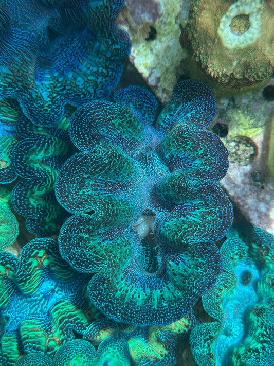 Ultra Neon Crocea