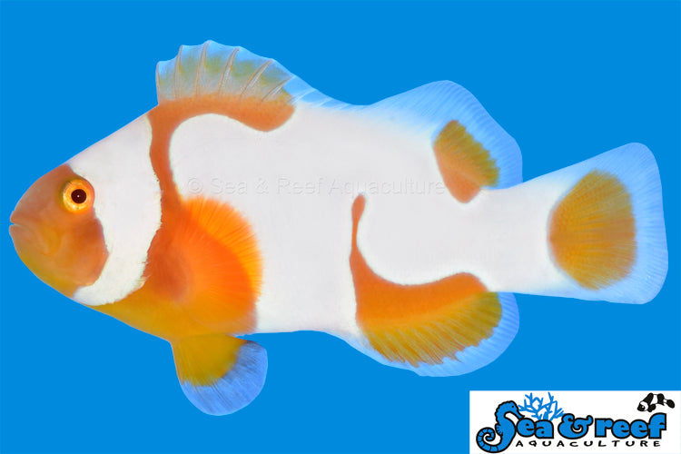 Tangerine Albino Picasso A