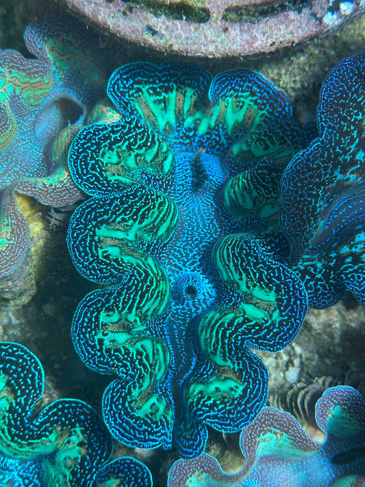 Ultra Super Neon Crocea Rainbow