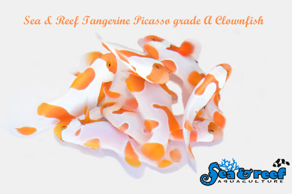 Tangerine Albino Picasso A