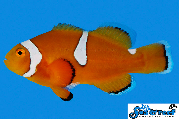 Picasso Clownfish Misbar – Clam Mania