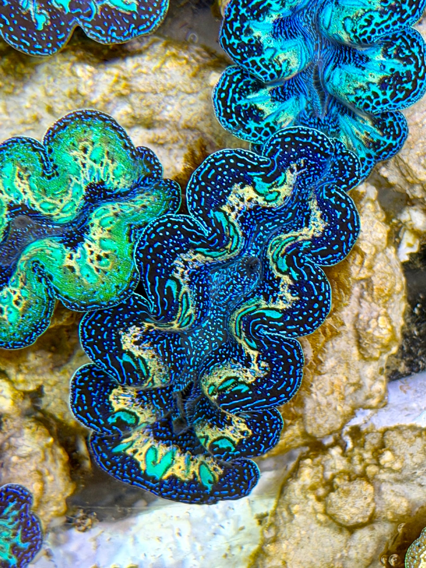 Ultra Extra Yellow Rainbow Crocea Clam Captive Bred B