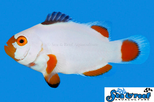 Maine Blizzard Clownfish