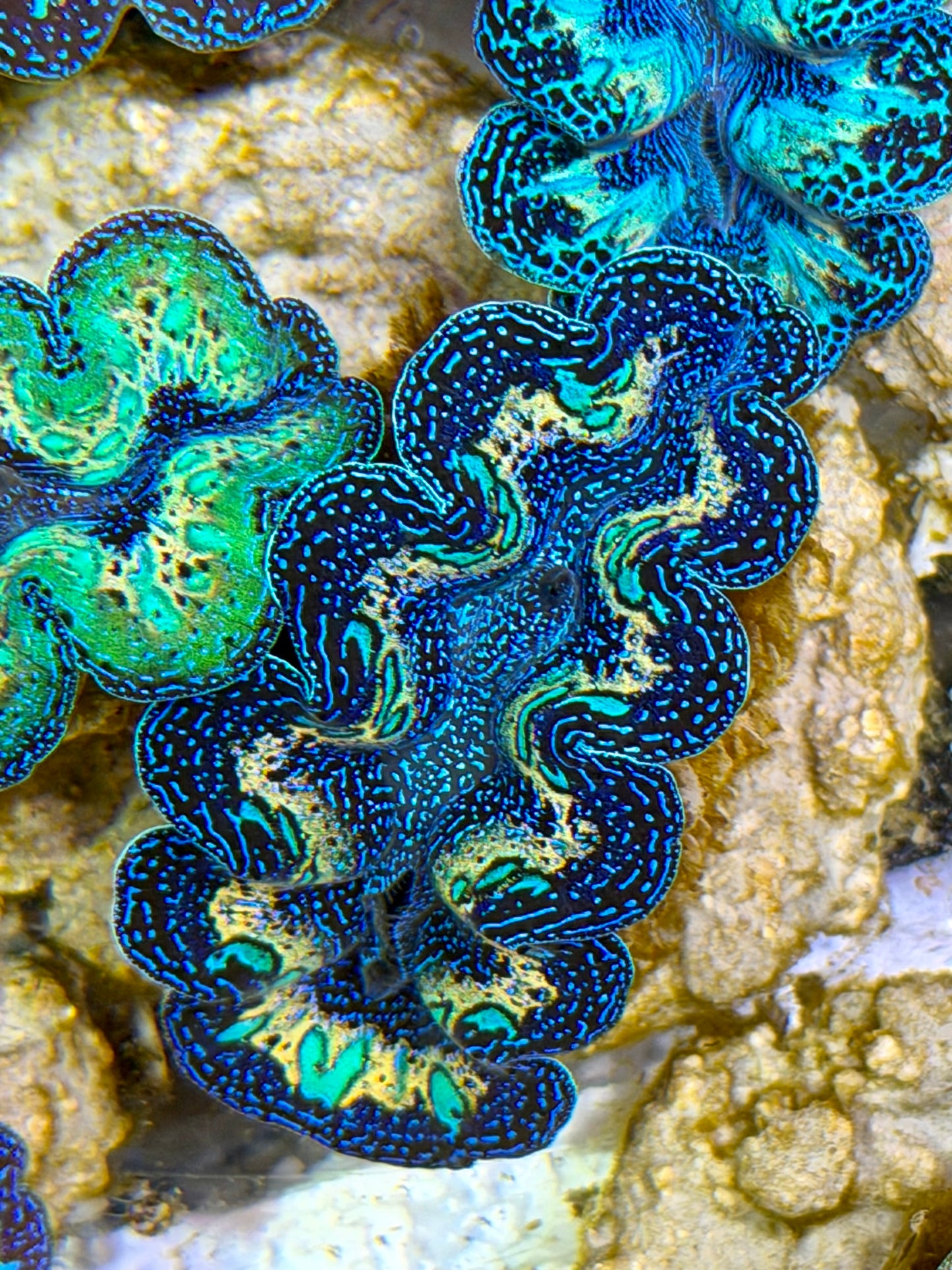 Ultra Extra Yellow Rainbow Crocea Clam Captive Bred B