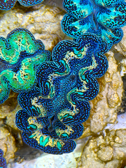 Ultra Extra Yellow Rainbow Crocea Clam Captive Bred B