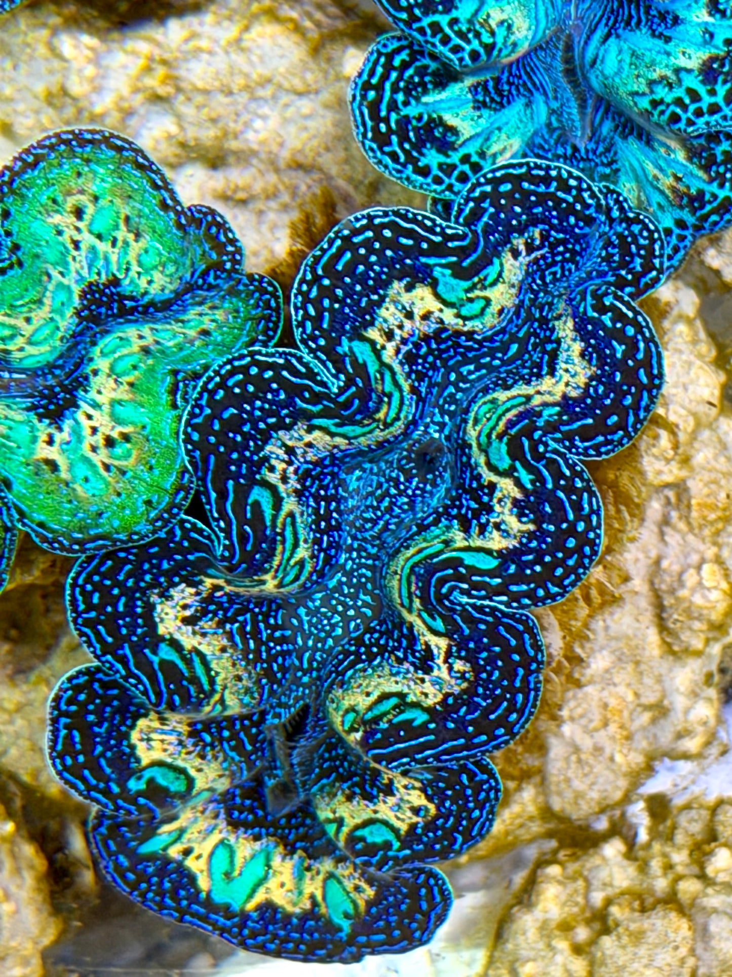 Ultra Extra Yellow Rainbow Crocea Clam Captive Bred B