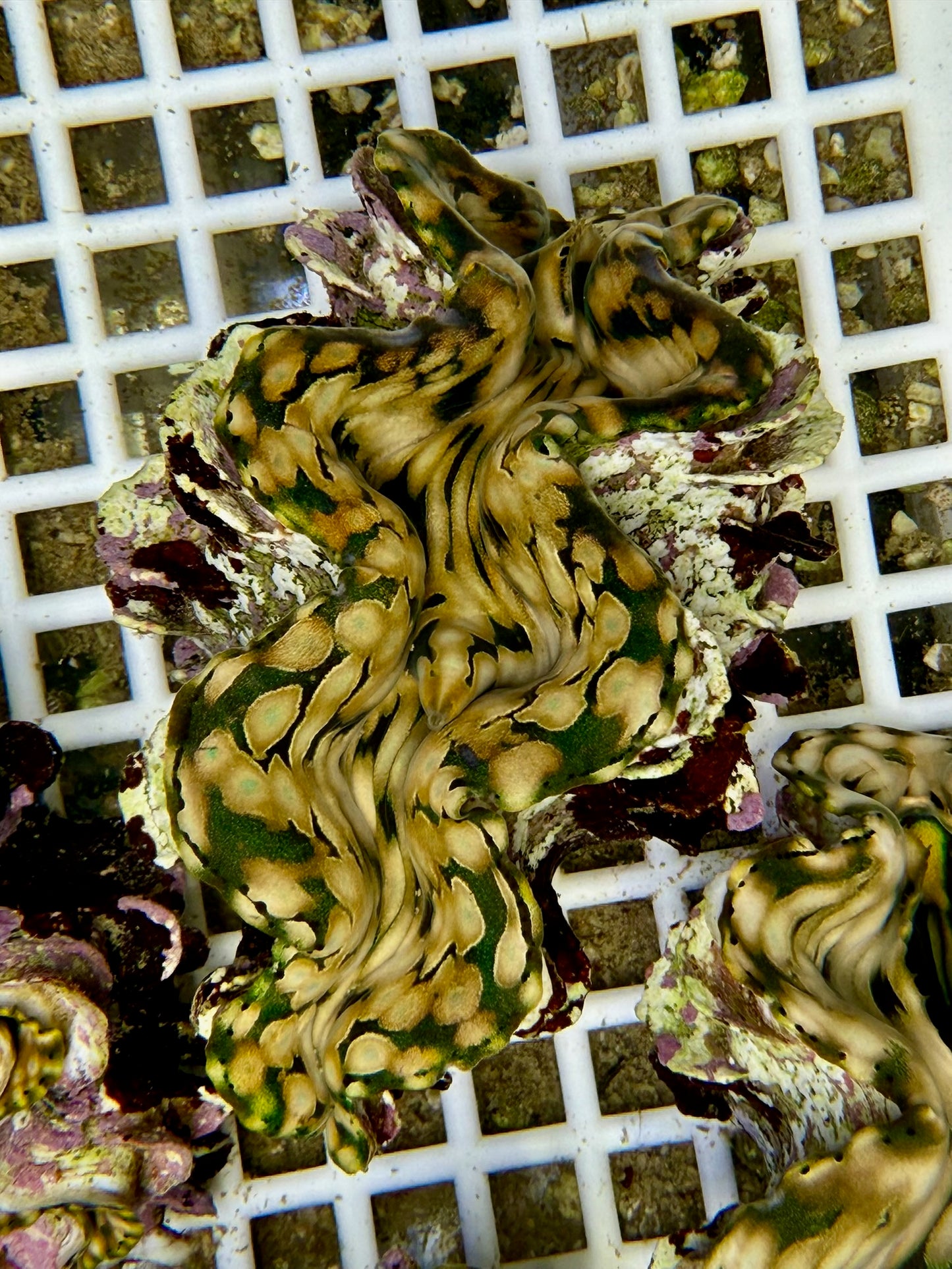Squamosa B2 #4