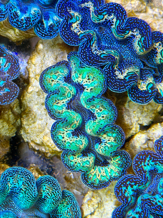 Ultra Neon Green Rainbow Crocea Clam Captive Bred B
