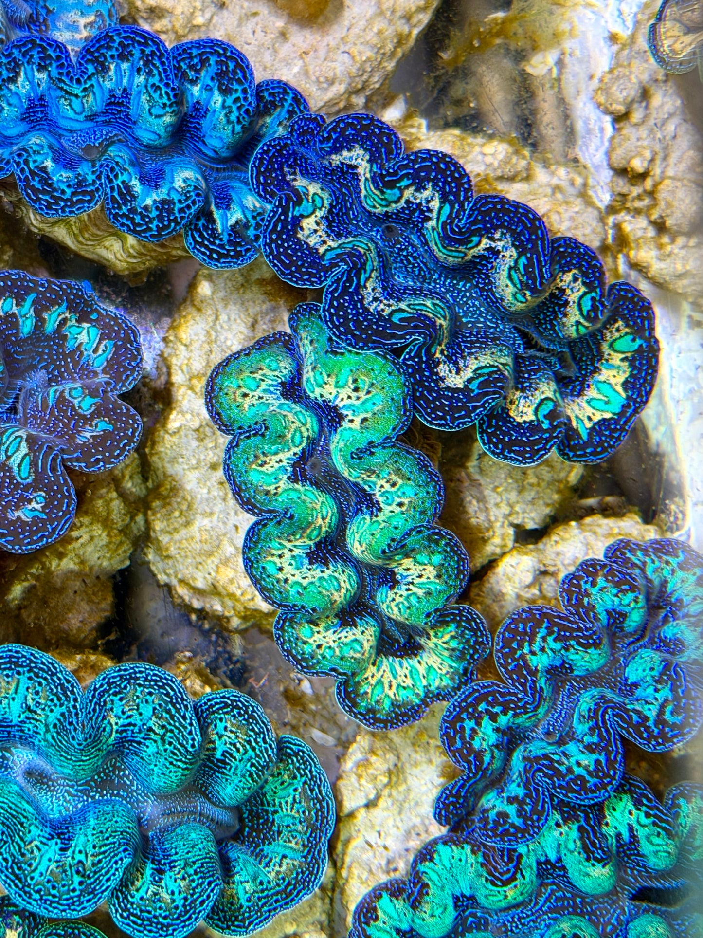 Ultra Neon Green Rainbow Crocea Clam Captive Bred B