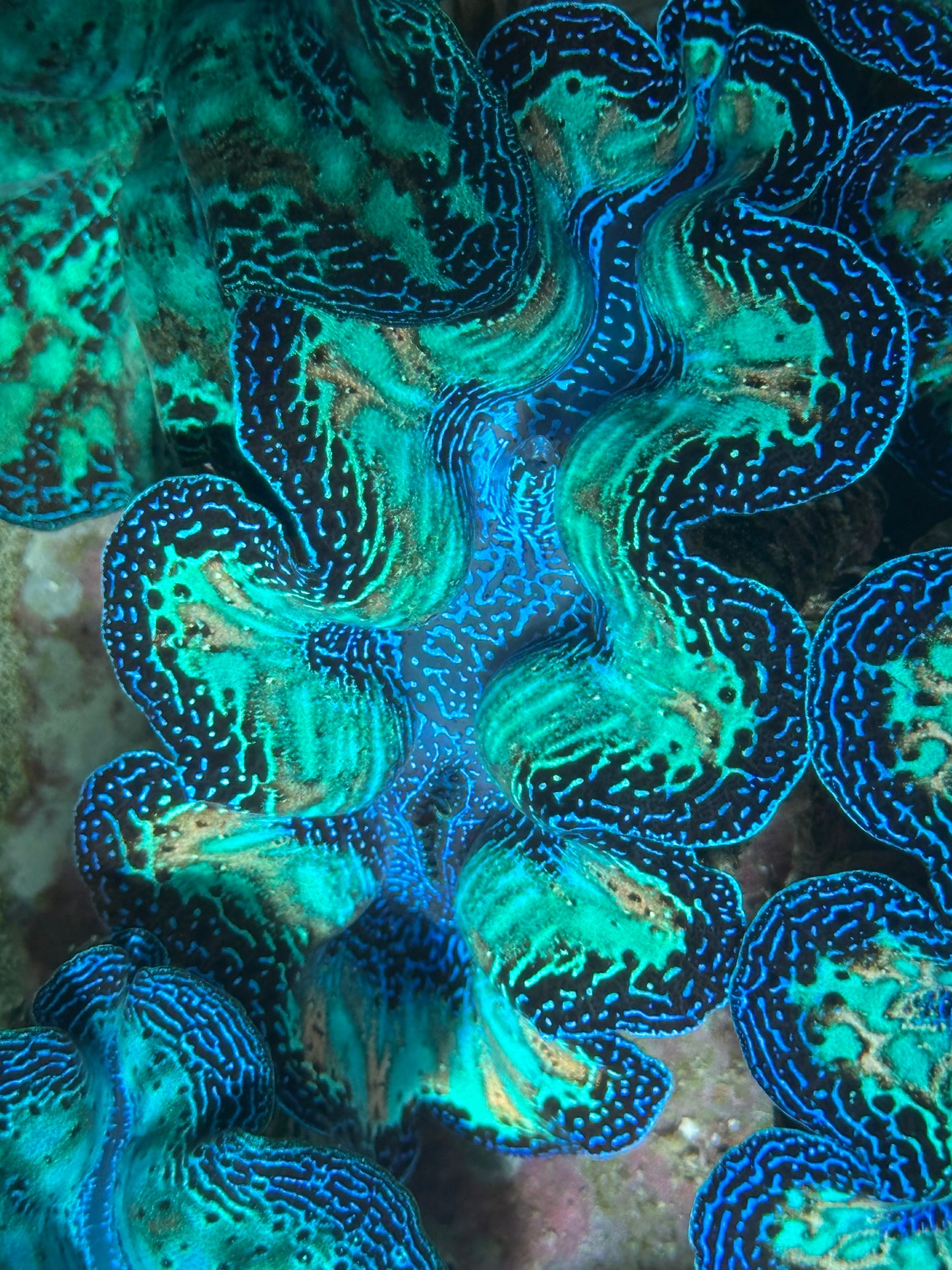 Ultra Super Neon Crocea Rainbow