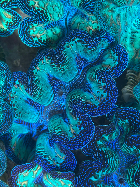 Ultra Super Neon Crocea Rainbow