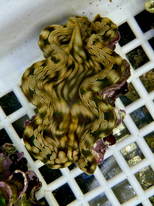 Squamosa B2 #2