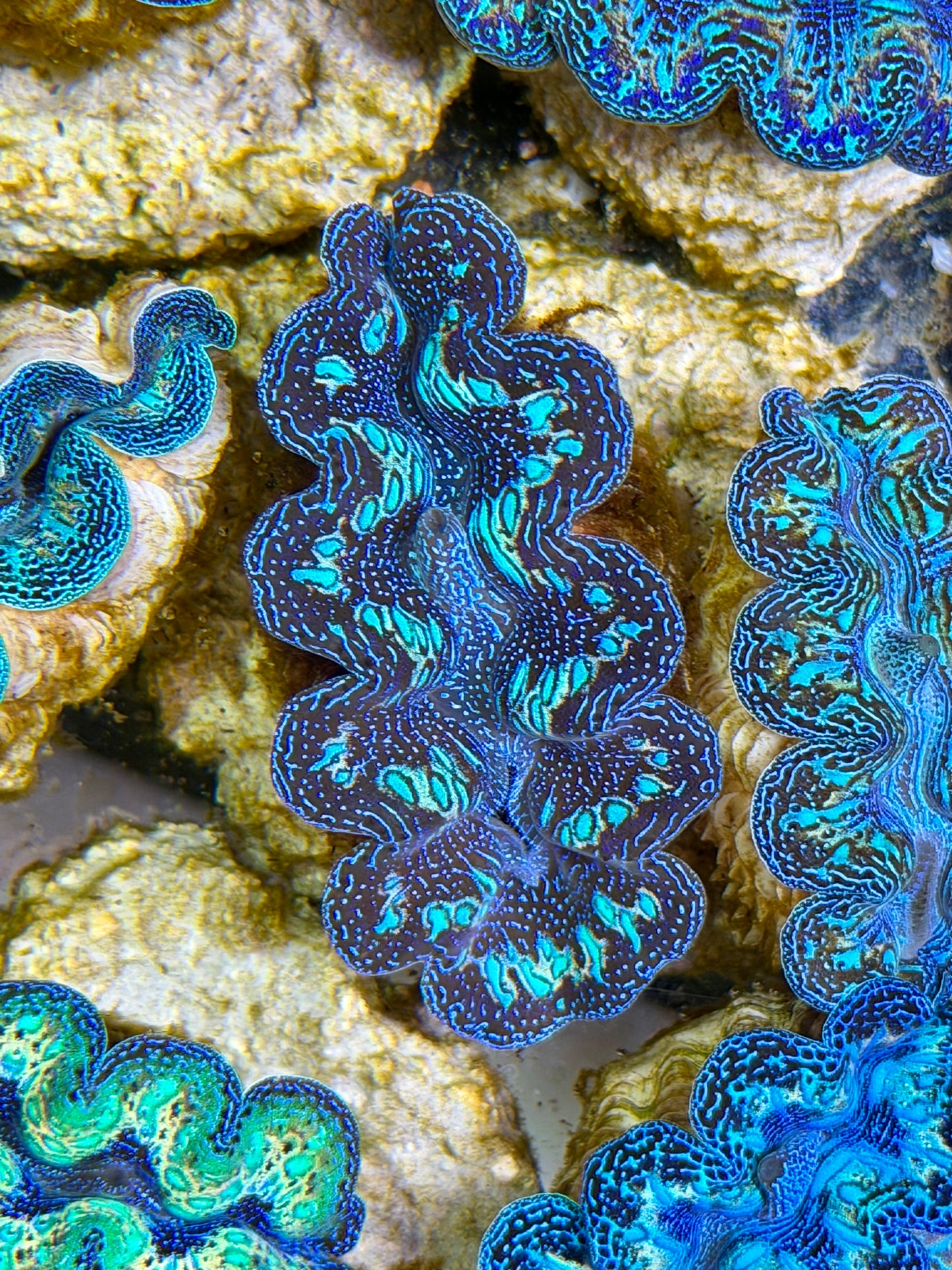 Ultra Black Rainbow Crocea Clam Captive Bred B