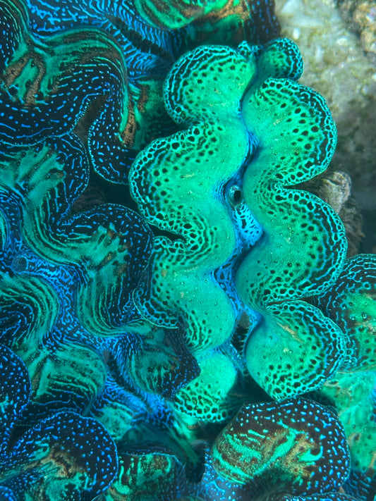 Ultra Neon Crocea Rainbow