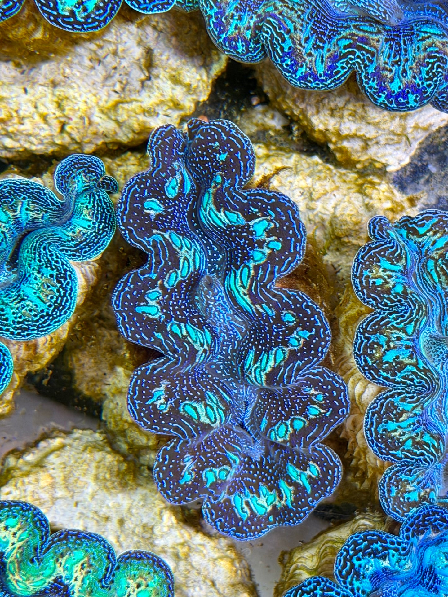 Ultra Black Rainbow Crocea Clam Captive Bred B