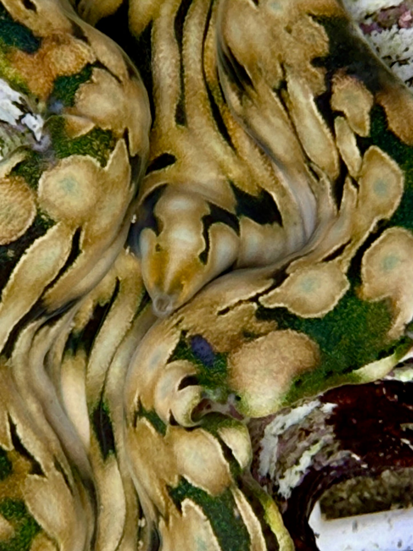 Squamosa B2 #4