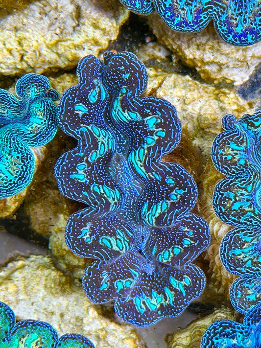 Ultra Black Rainbow Crocea Clam Captive Bred B