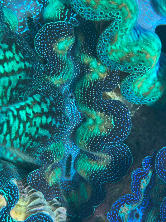 Ultra Crocea Rainbow