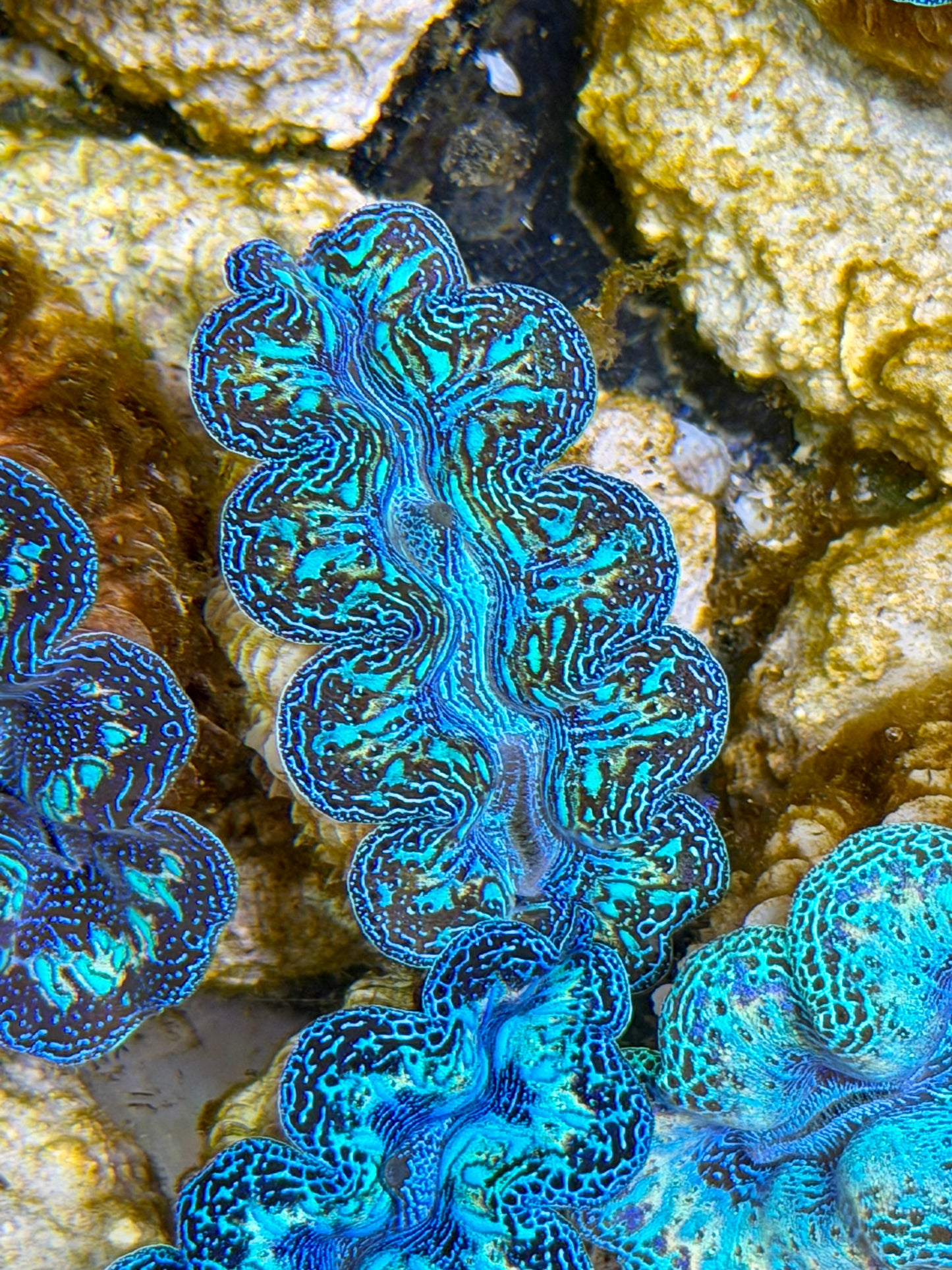 Ultra Rainbow Crocea Clam Captive Bred B