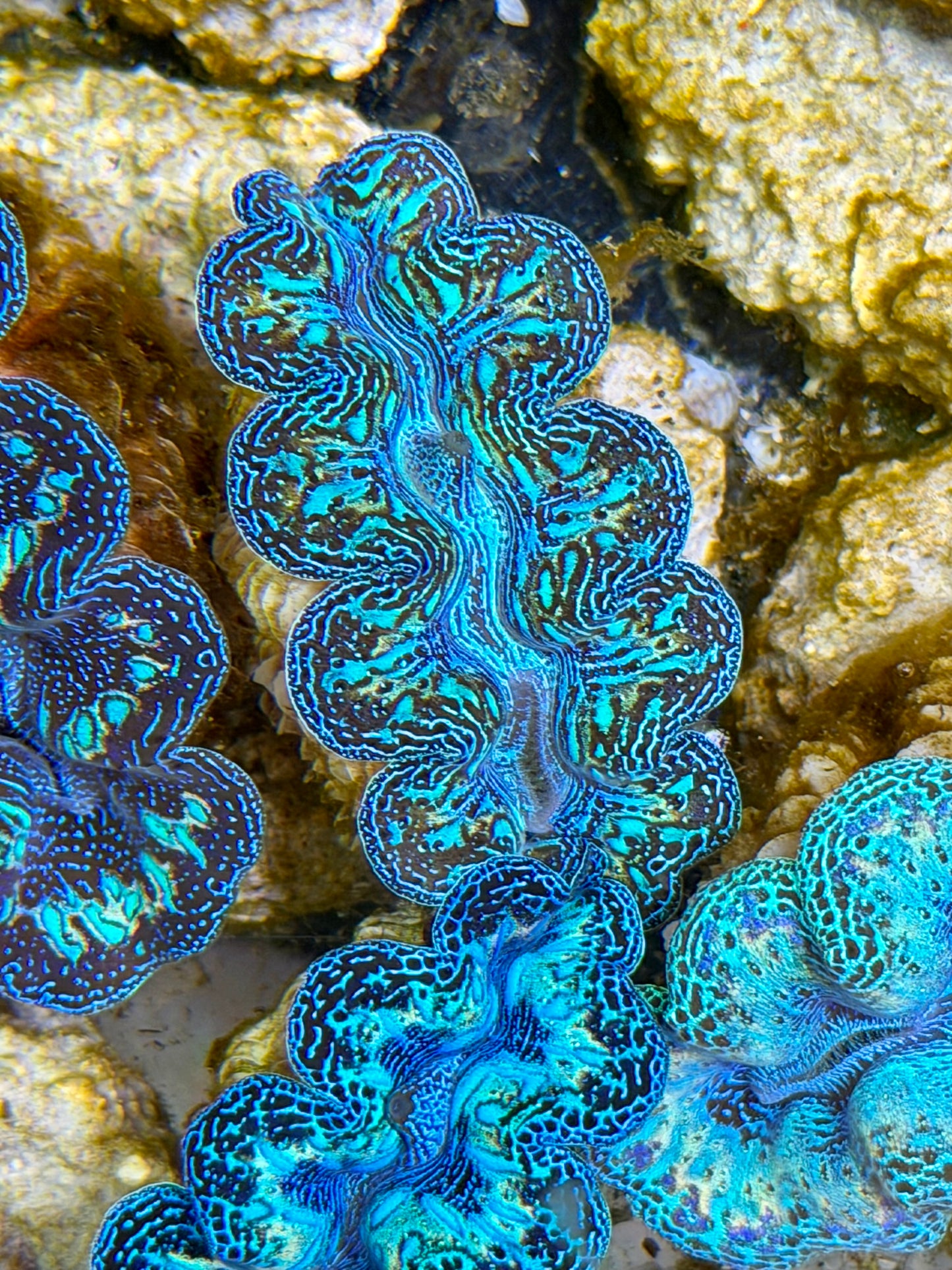 Ultra Rainbow Crocea Clam Captive Bred B