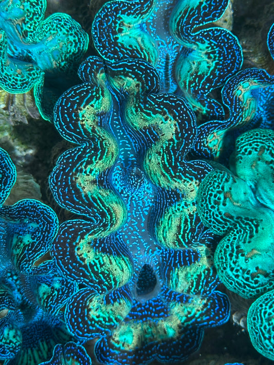 Ultra Crocea Rainbow