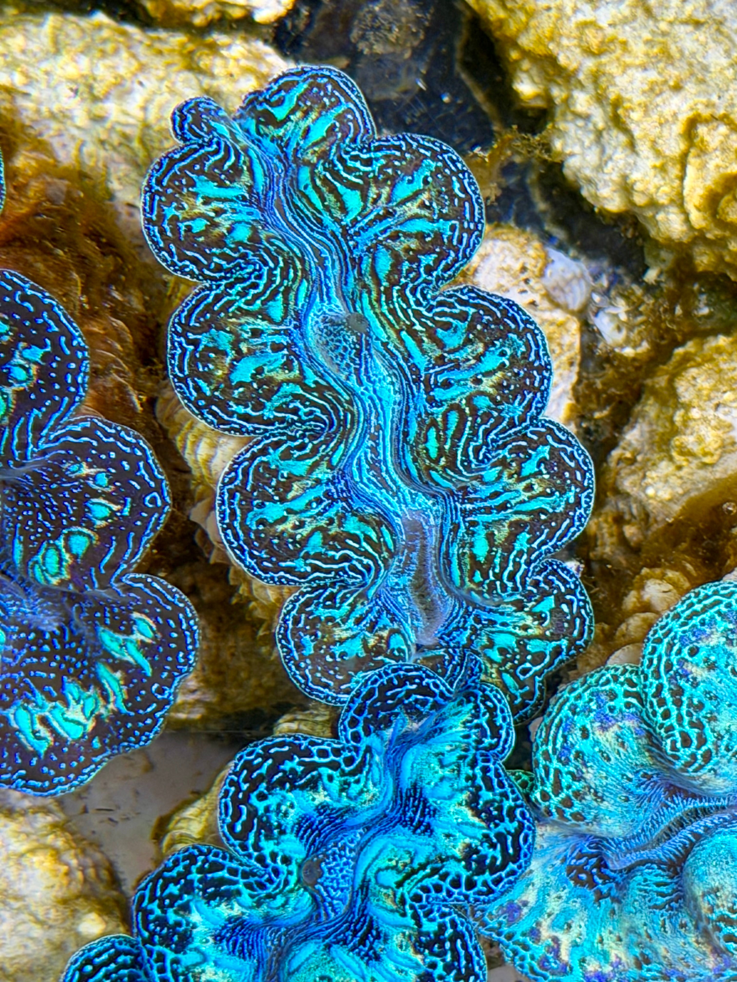 Ultra Rainbow Crocea Clam Captive Bred B – Clam Mania