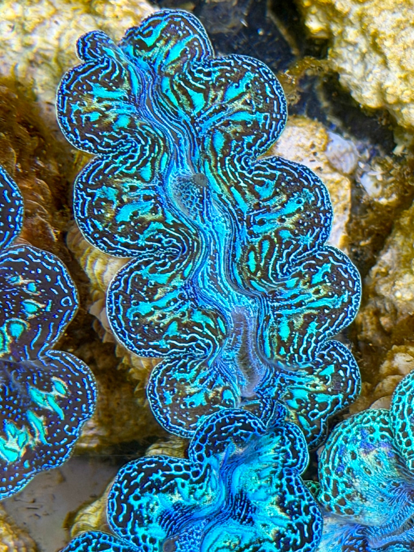 Ultra Rainbow Crocea Clam Captive Bred B
