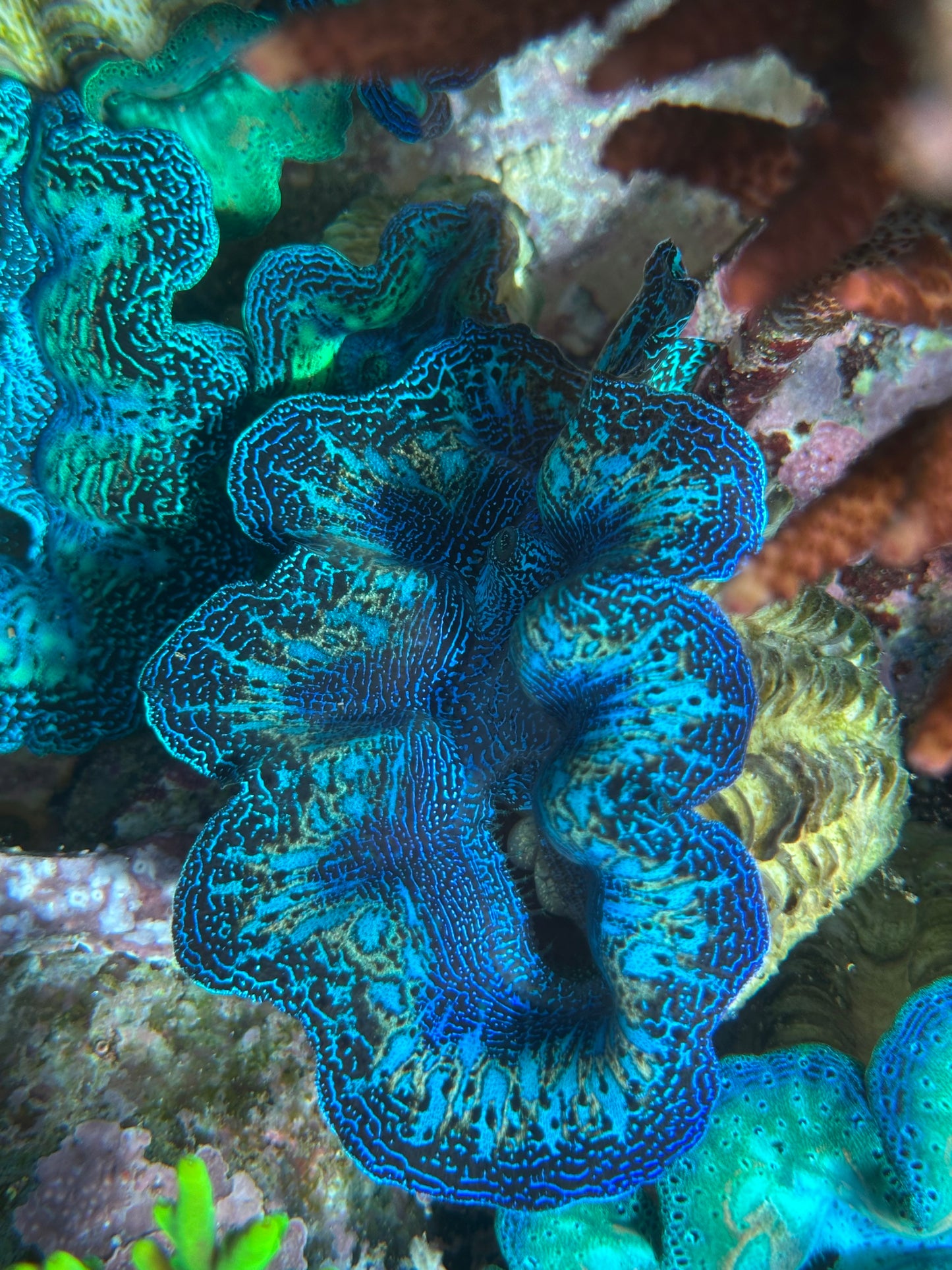 Ultra Blue Crocea Rainbow