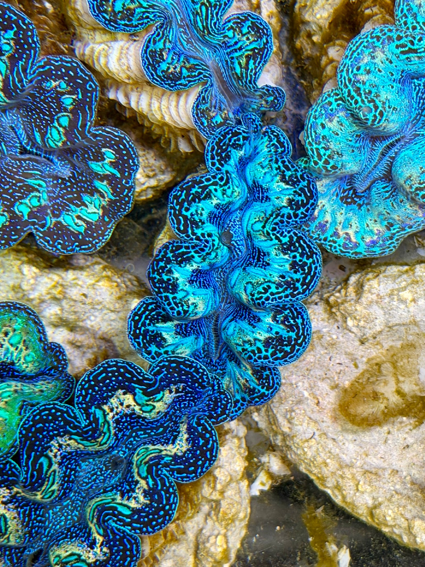 Ultra Black Rainbow Crocea Clam Captive Bred B