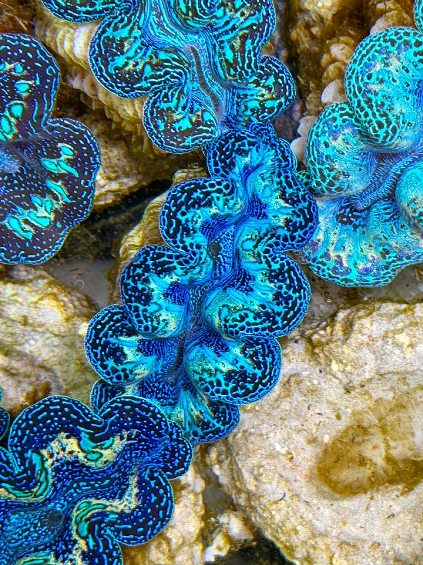 Ultra Black Rainbow Crocea Clam Captive Bred B