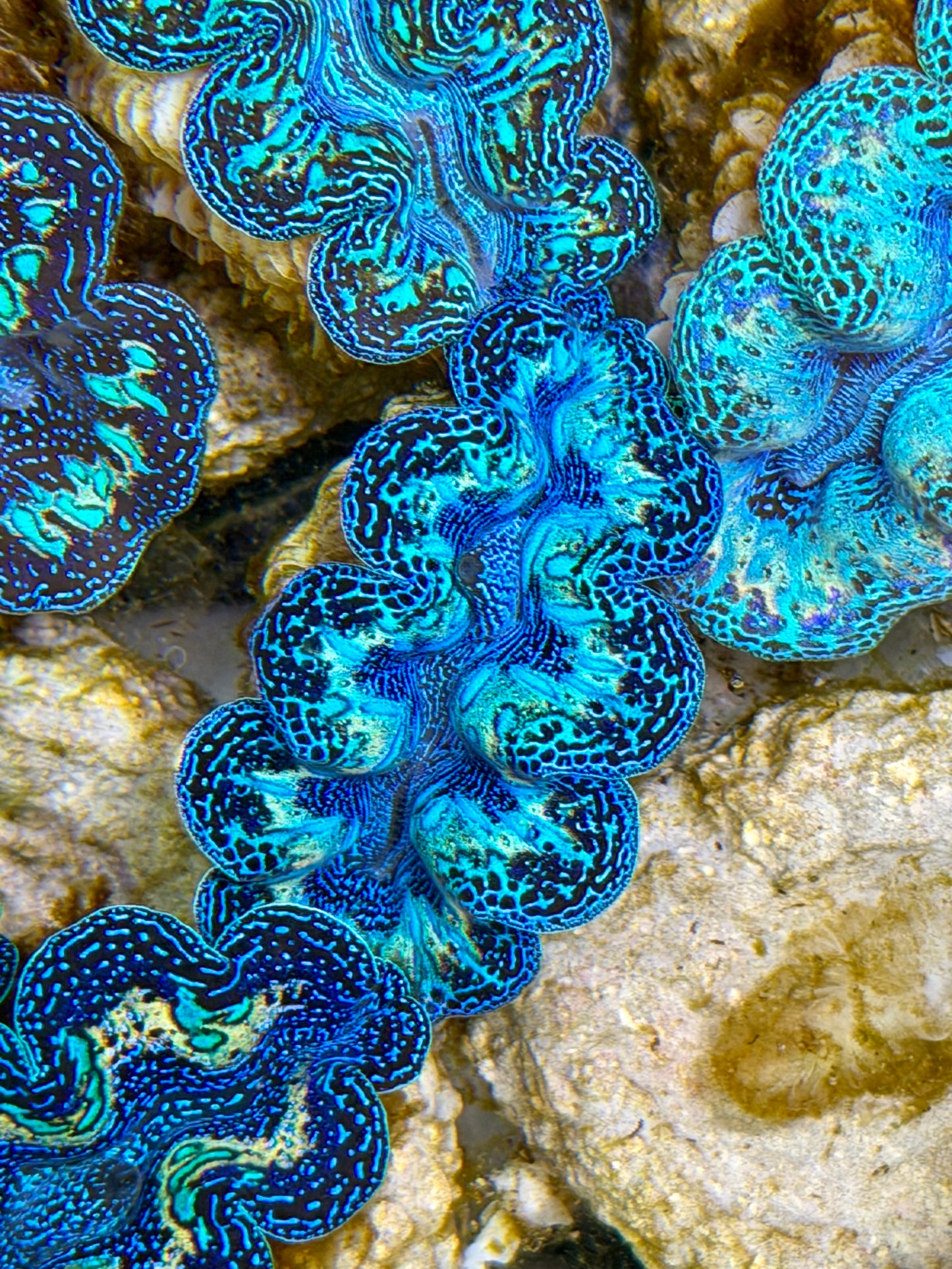 Ultra Black Rainbow Crocea Clam Captive Bred B