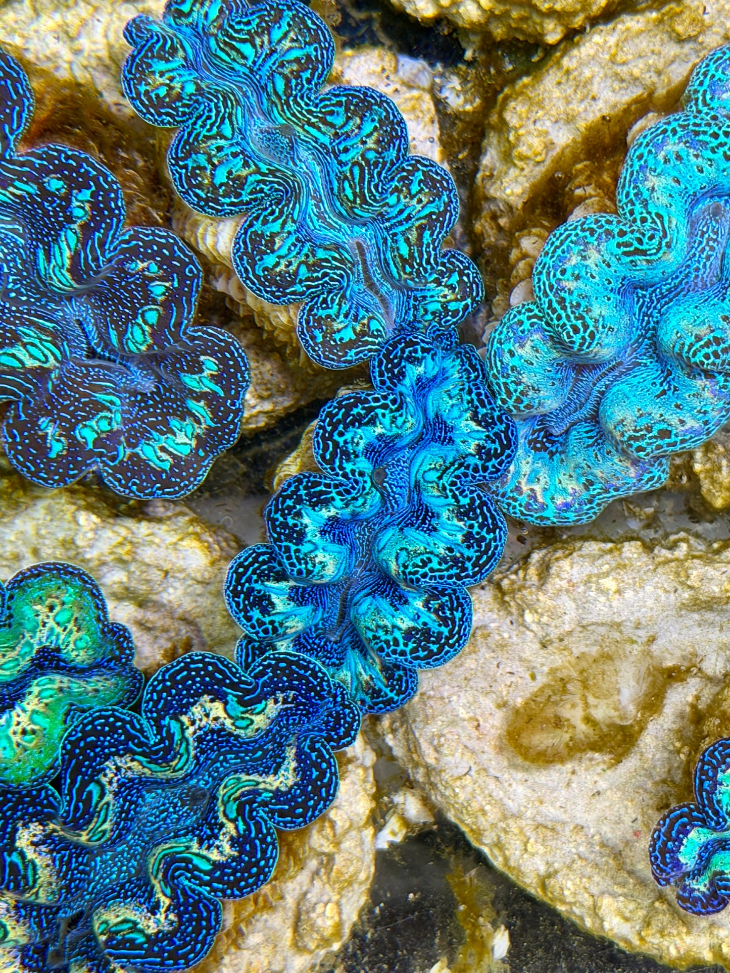 Ultra Black Rainbow Crocea Clam Captive Bred B