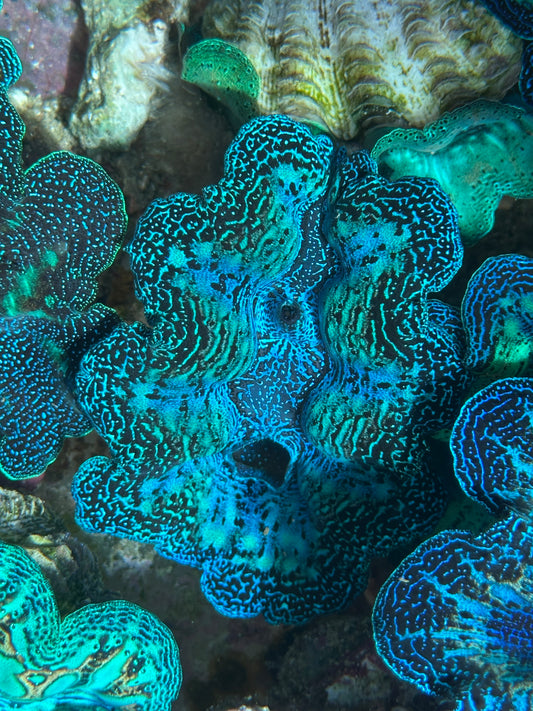 Ultra Neon Blue Crocea Rainbow