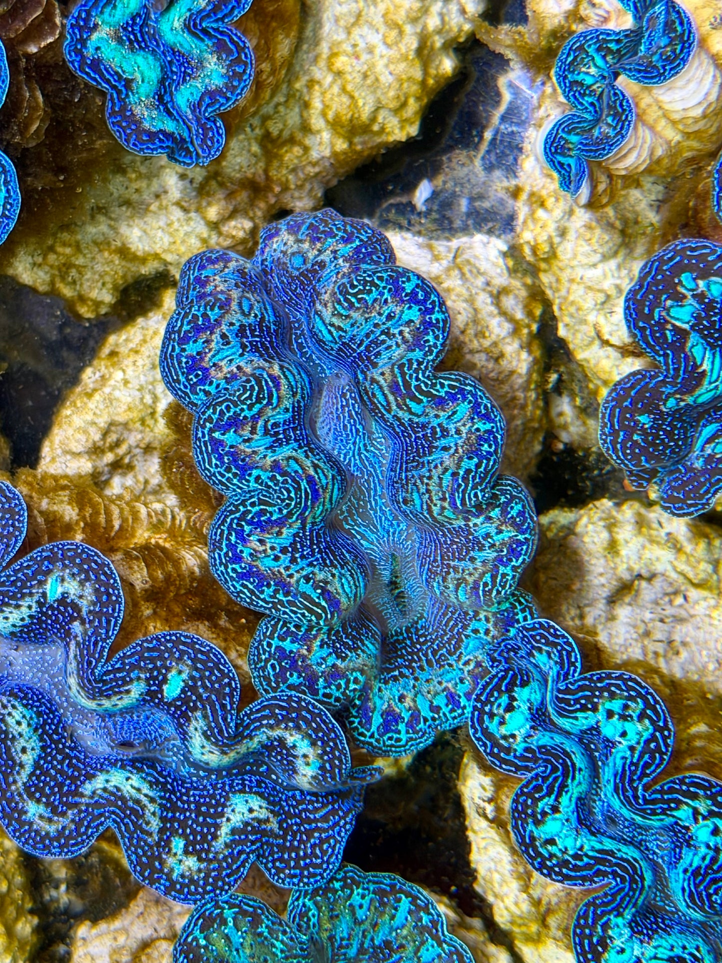 Ultra Rainbow Crocea Clam Captive Bred B
