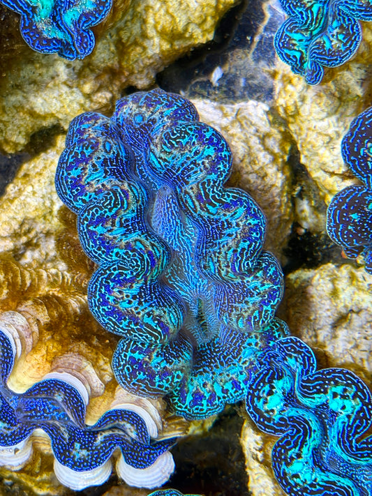 Ultra Rainbow Crocea Clam Captive Bred B