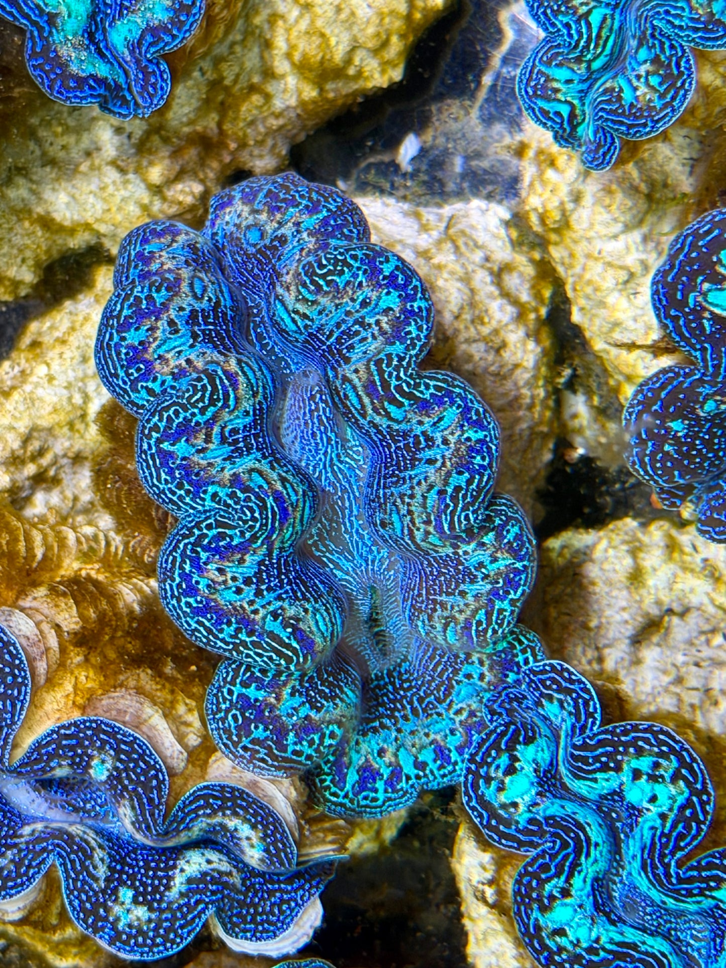 Ultra Rainbow Crocea Clam Captive Bred B