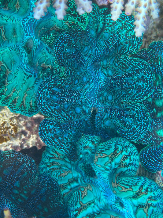 Ultra Blue teardrop Crocea Rainbow