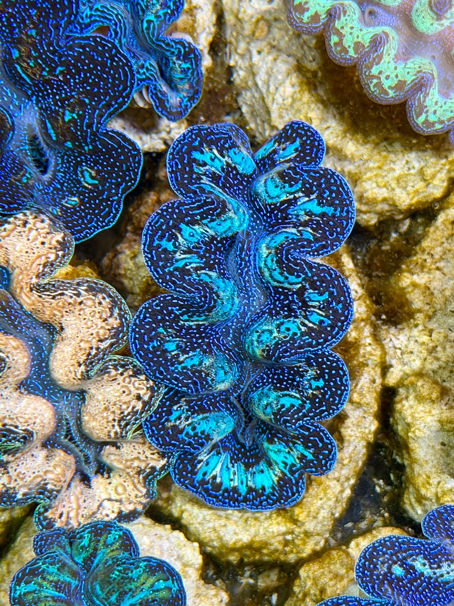 Ultra Rainbow Crocea Clam Captive Bred B
