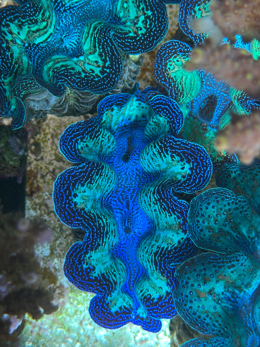 Ultra Neon Crocea Rainbow