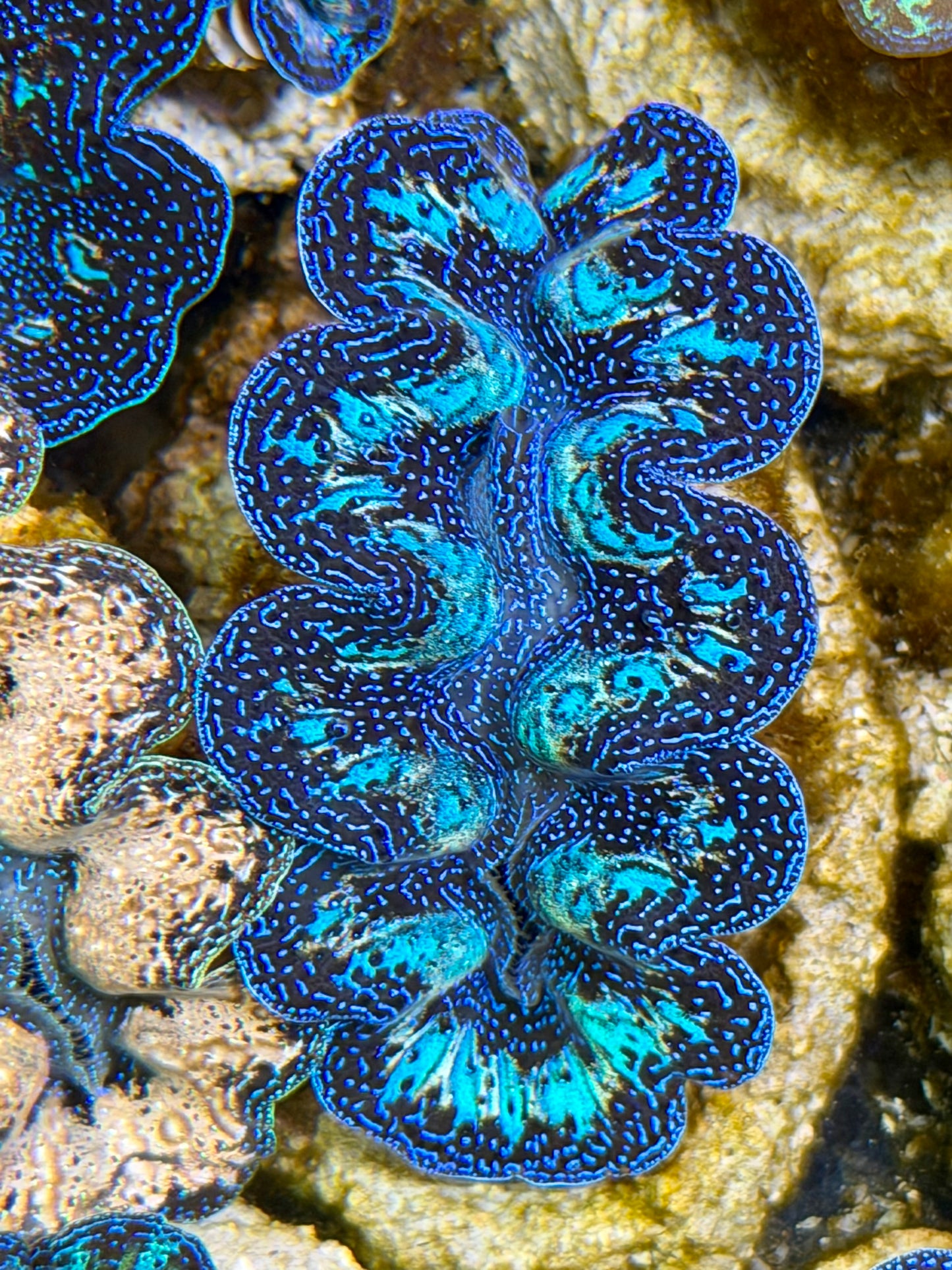 Ultra Rainbow Crocea Clam Captive Bred B