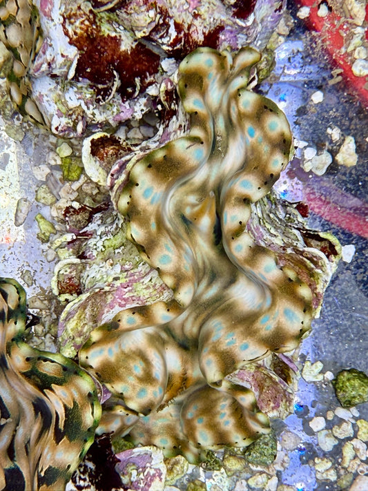 Squamosa #3
