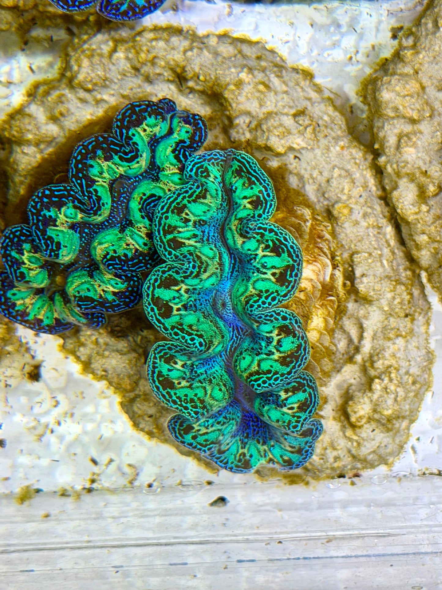 Ultra Rainbow Crocea Clam Captive Bred B