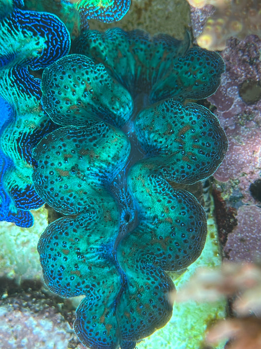 Crocea Rainbow