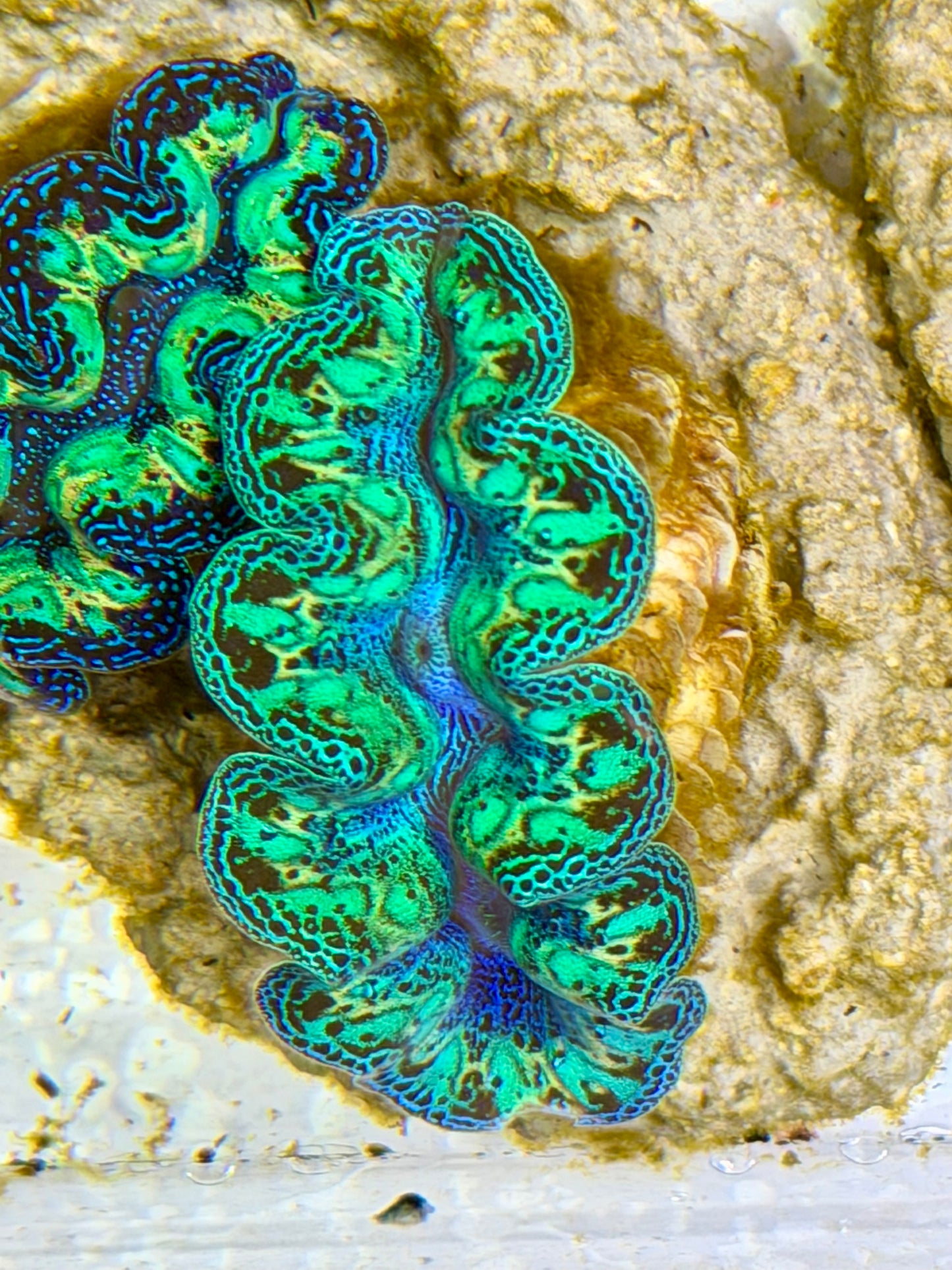Ultra Rainbow Crocea Clam Captive Bred B