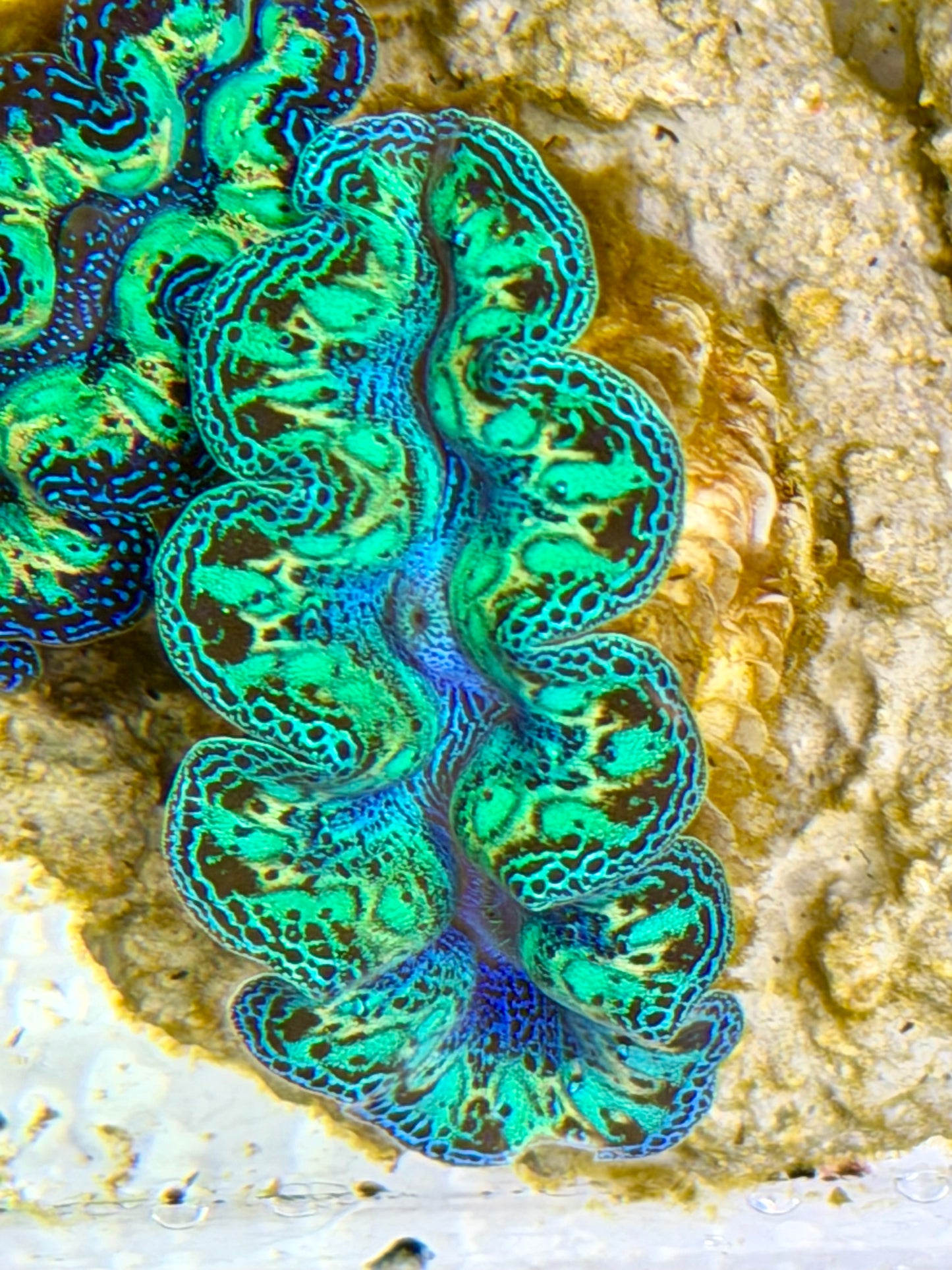 Ultra Rainbow Crocea Clam Captive Bred B
