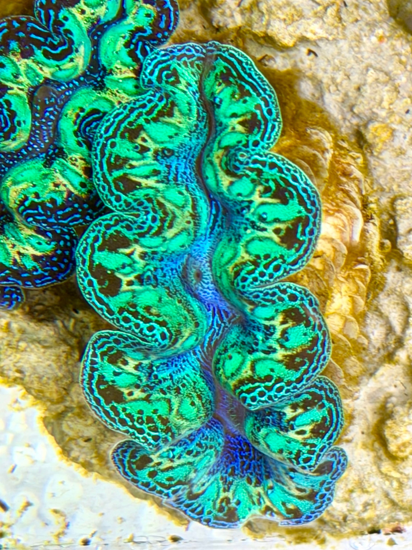Ultra Rainbow Crocea Clam Captive Bred B