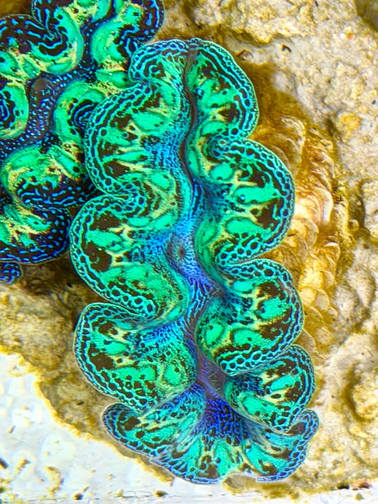Ultra Rainbow Crocea Clam Captive Bred B