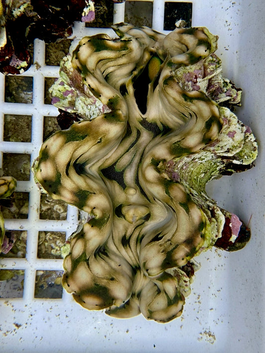 Squamosa B2 #5