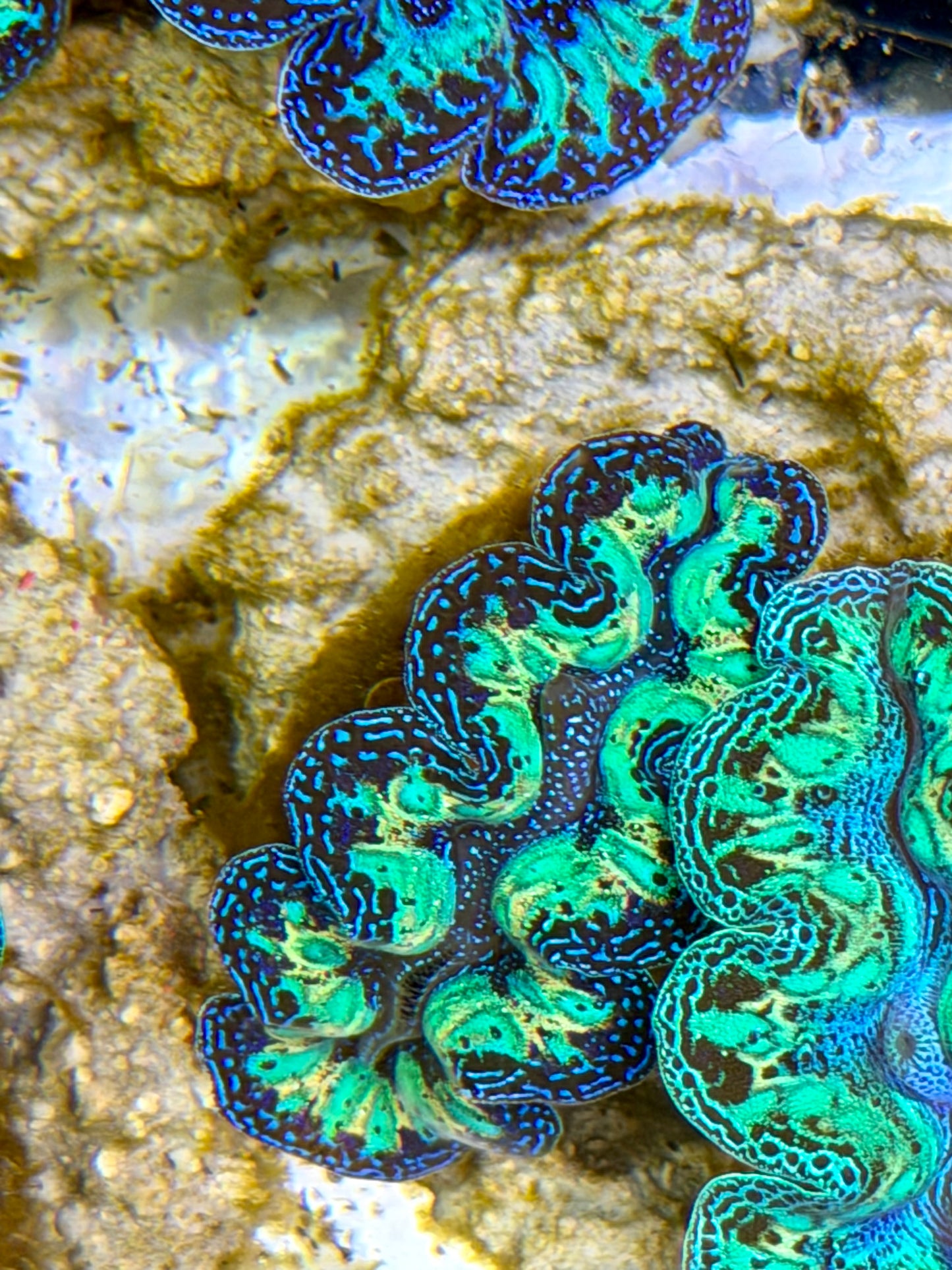 Ultra Rainbow Crocea Clam Captive Bred B