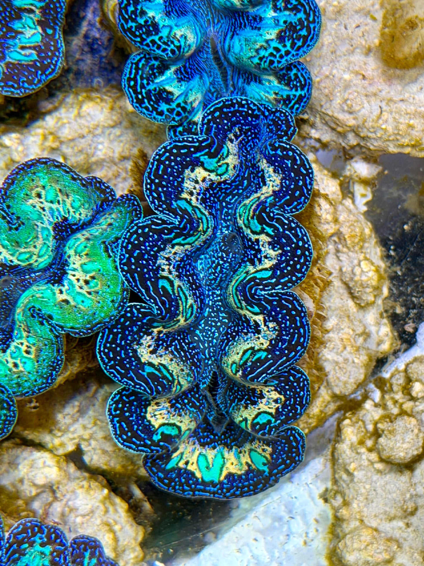 Ultra Rainbow Crocea Clam Captive Bred B
